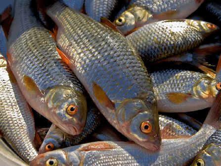 Плотва: описание, распространение и особенности рыбы